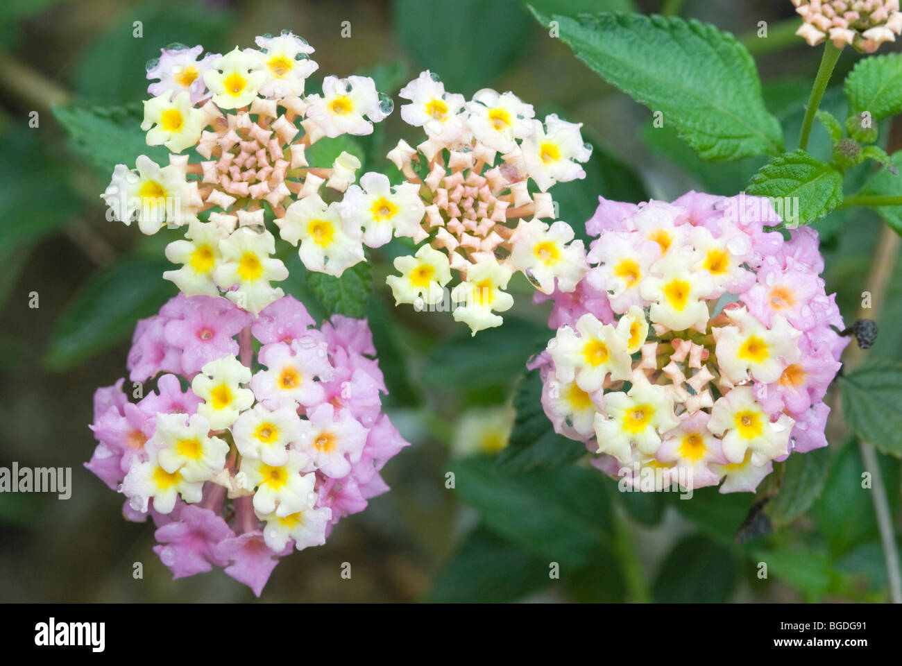 Lantana (Lantana camara), l'île d'Elbe, Italie, Europe Banque D'Images