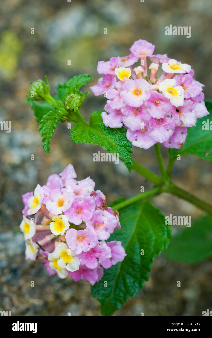 Lantana (Lantana camara), l'île d'Elbe, Italie, Europe Banque D'Images