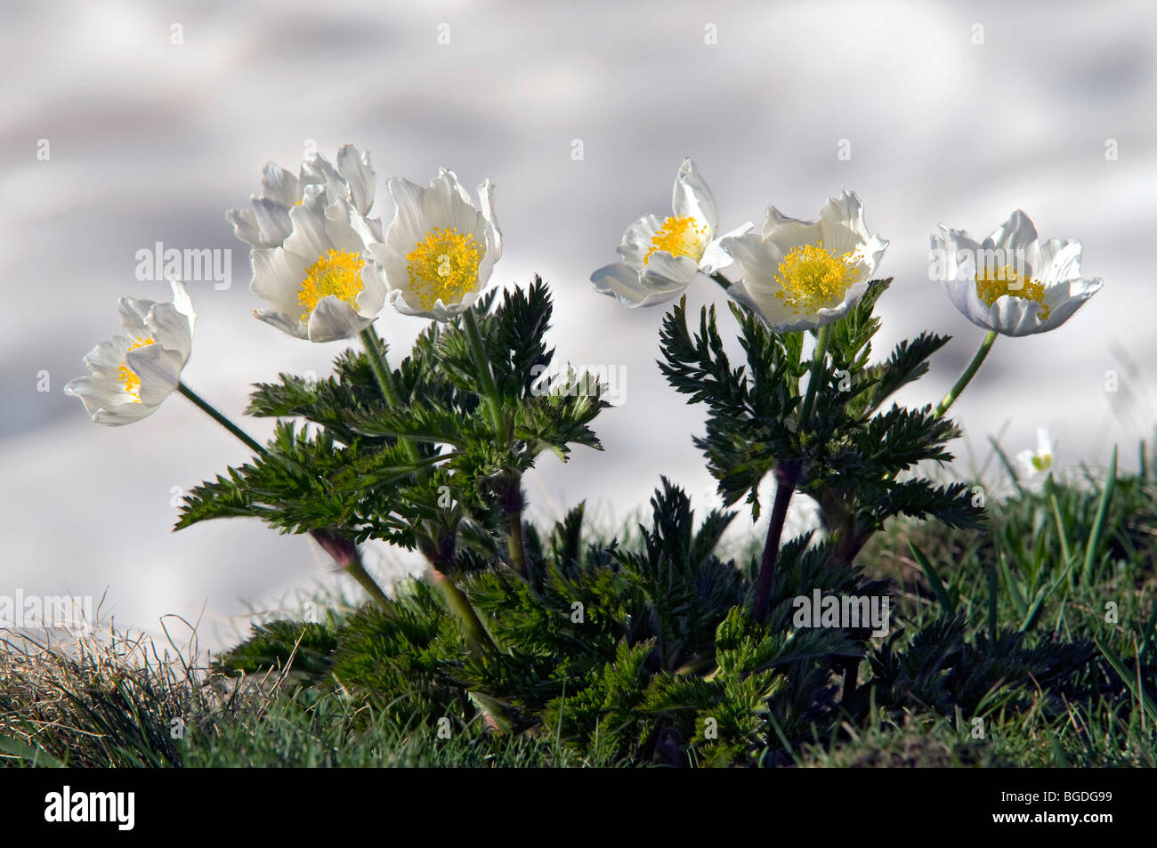 Alpine White Anemone (Pulsatilla alpina ssp. Alpina), Parc National du Grand Paradis, Val d'aoste, Italie, Europe Banque D'Images