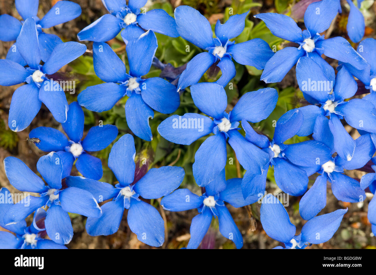 Gentiane à feuilles (Gentiana orbicularis), Parc National du Grand Paradis, Val d'aoste, Italie, Europe Banque D'Images