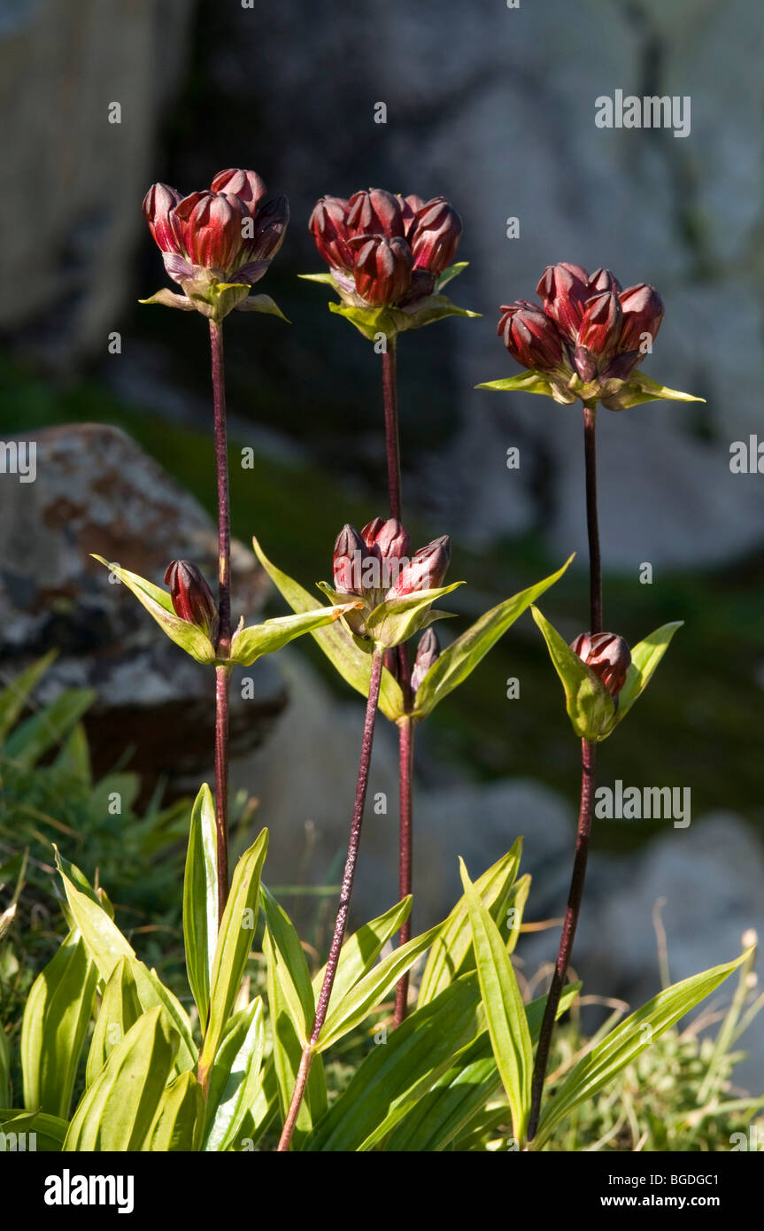 Gentiane pourpre (Gentiana purpurea), Zinggen, Nyon, canton de Berne, Suisse, Europe Banque D'Images