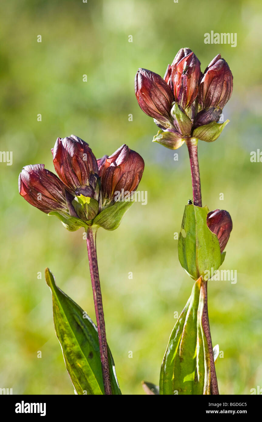 Gentiane pourpre (Gentiana purpurea), Zinggen, Nyon, canton de Berne, Suisse, Europe Banque D'Images