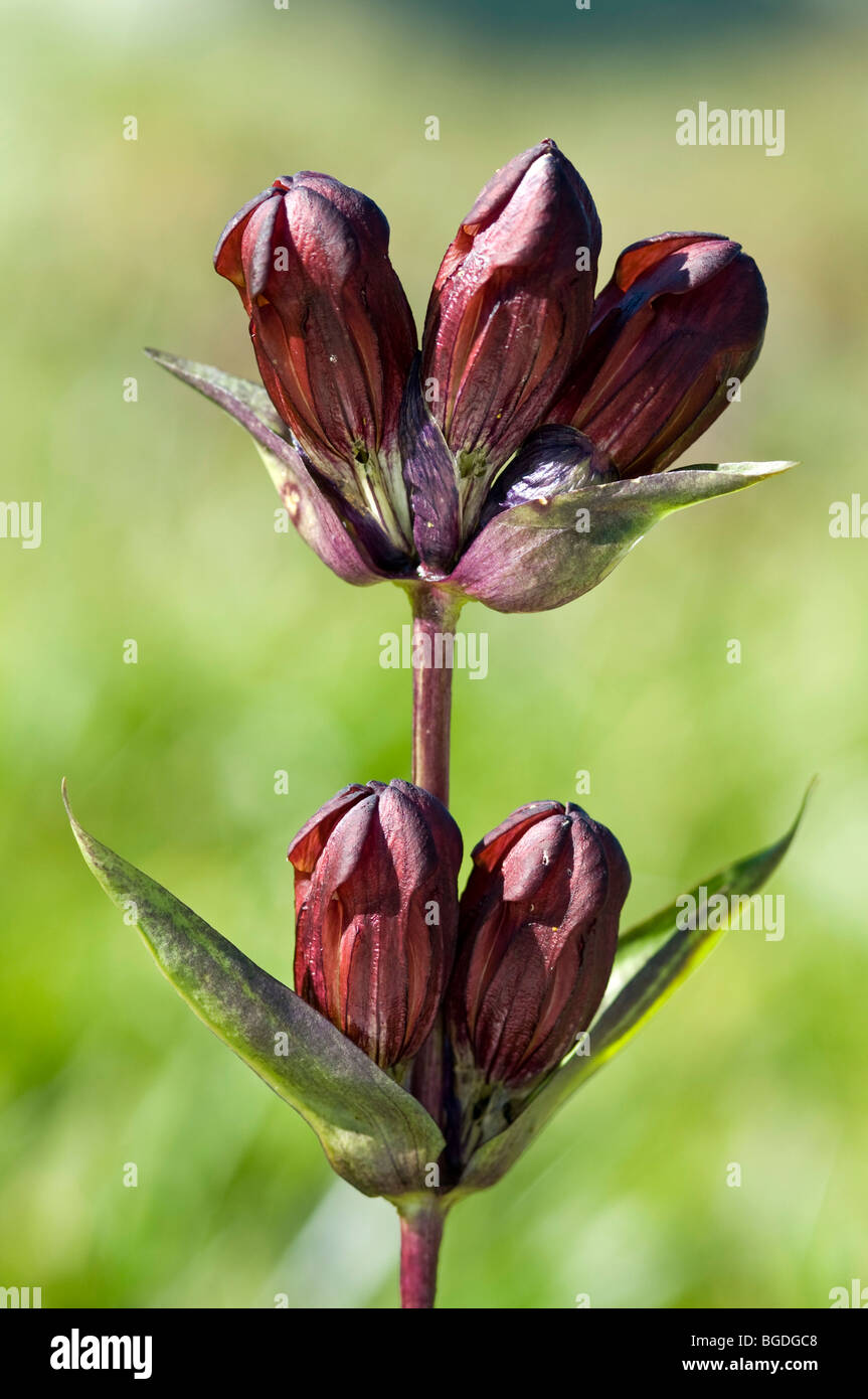 Gentiane pourpre (Gentiana purpurea), Zinggen, Nyon, canton de Berne, Suisse, Europe Banque D'Images