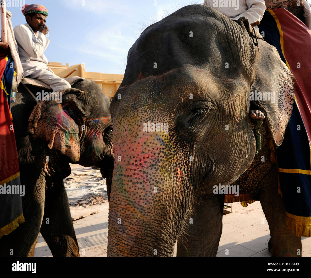 Les éléphants au Fort d'Ambre, ambre, près de Jaipur, Rajasthan, Inde du Nord, Inde, Asie du Sud, Asie Banque D'Images