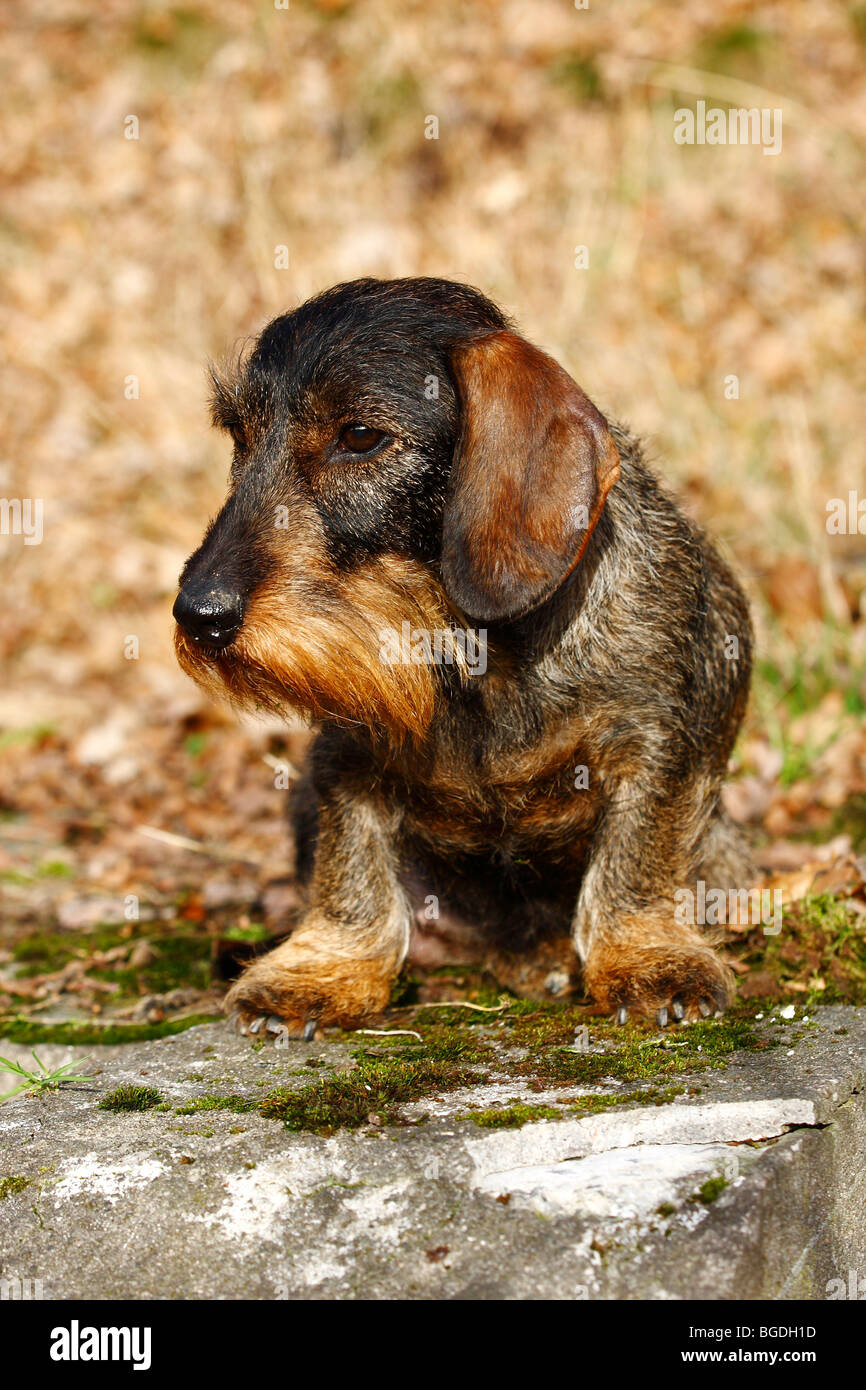 Teckel à poil dur (Canis lupus familiaris) assis sur un vieux mur couvert de mousse Banque D'Images