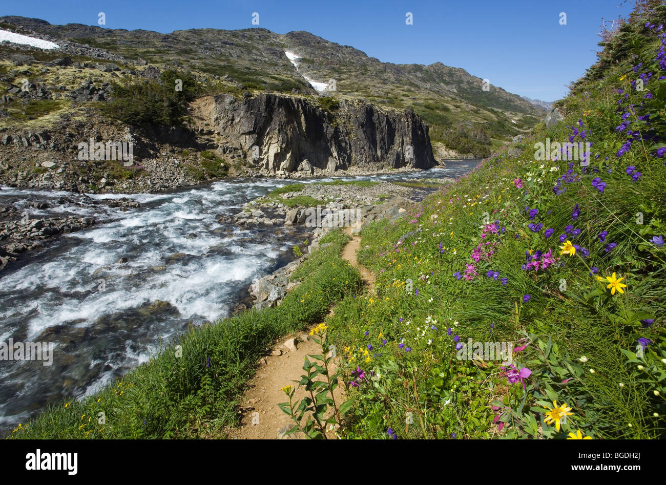 Blooming fleurs alpines, historique du col Chilkoot, piste, creek derrière, la toundra alpine, Territoire du Yukon, Colombie-Britannique Banque D'Images