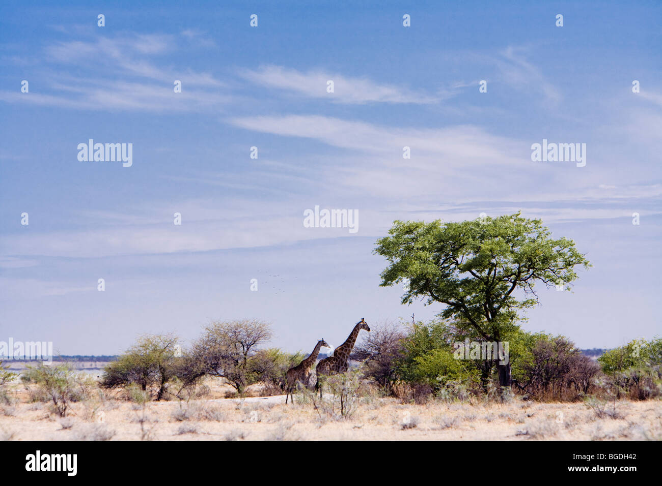 Girafe et son veau. Communauté Girafe (Giraffa camelopardalis angolensis), Etosha National Park, Namibie Banque D'Images