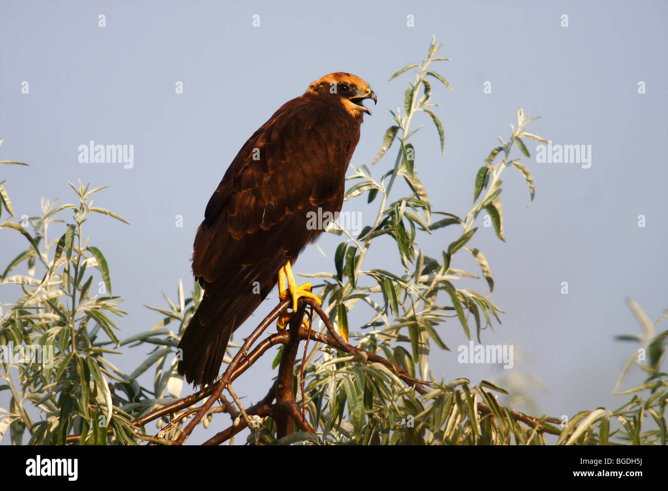 Busard des roseaux (Circus aeruginosus), jeune oiseau appelant alors que perché sur une branche, le lac de Neusiedl, Burgenland, Autriche, Europe Banque D'Images