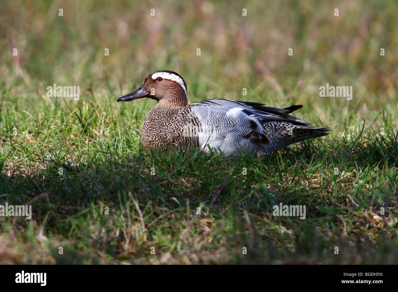 Sarcelle d'été (Anas querquedula), Drake se reposant dans l'herbe Banque D'Images