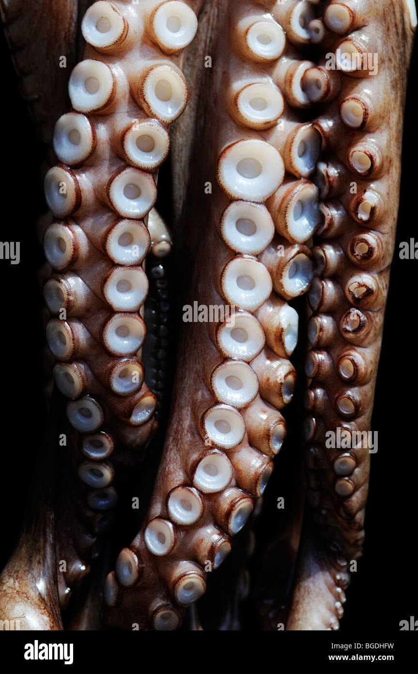En face d'un poulpe ouzeria, taverne, Naxos, Cyclades, Grèce, Europe Banque D'Images