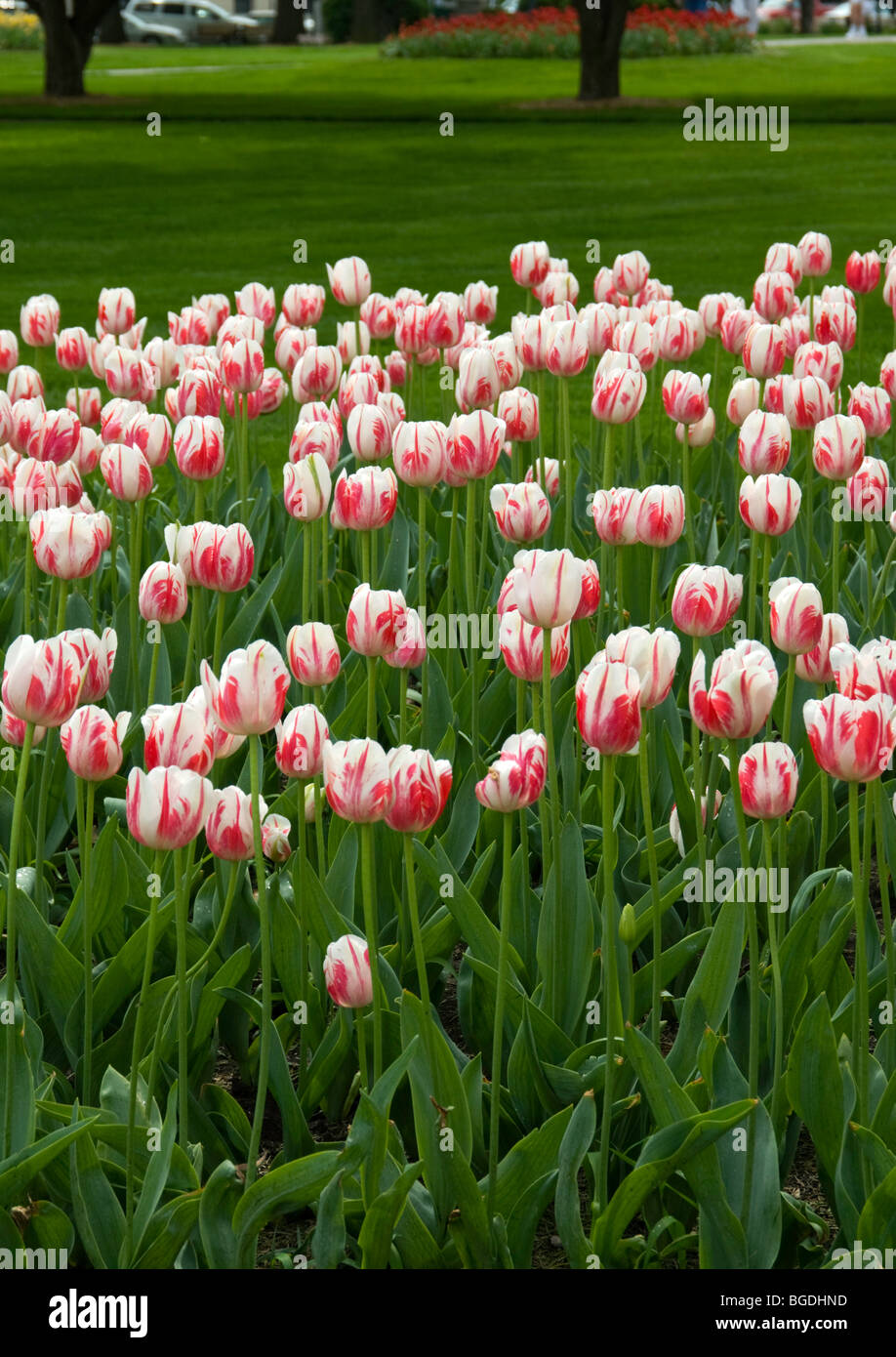 Sorbet de tulipes Banque D'Images