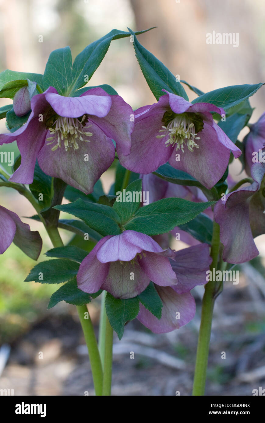 Helleborus orientalis Rose de Pâques Banque D'Images