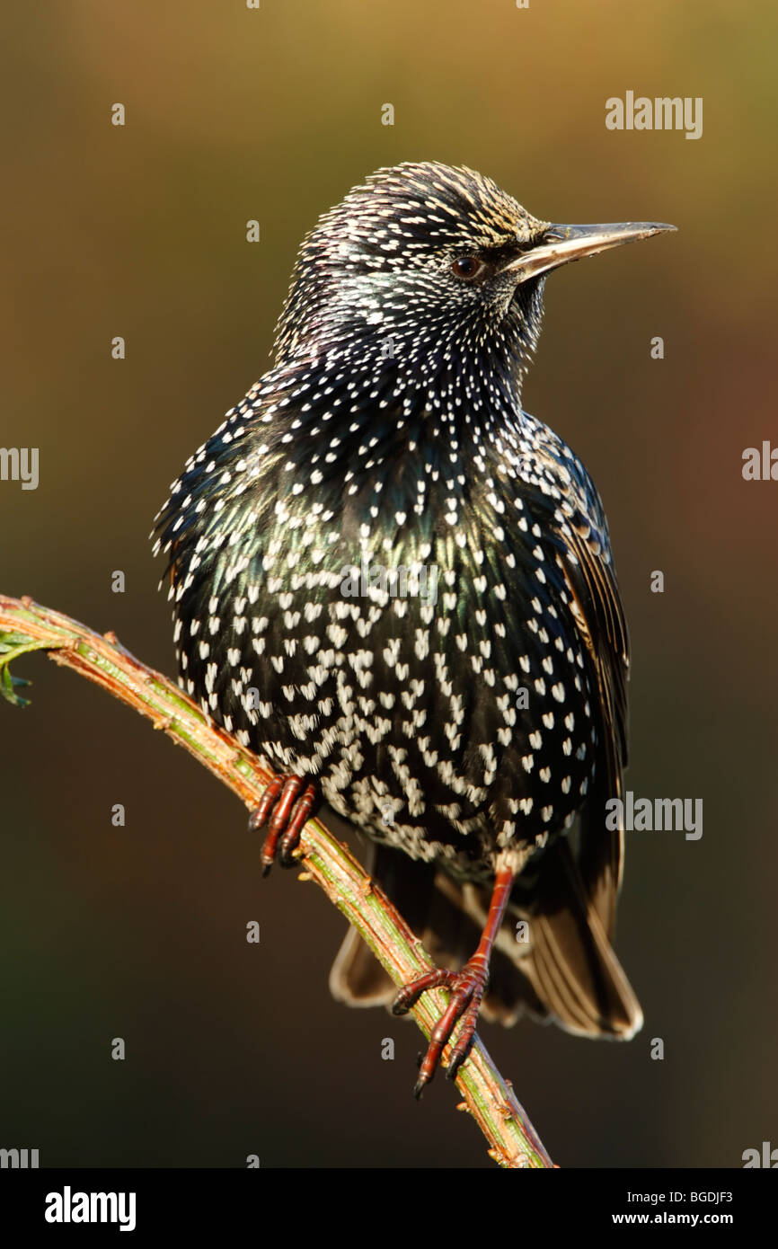 Étourneau sansonnet (Sturnus vulagris) en plumage d'hiver montrant des taches et des plumes iridescentes Banque D'Images