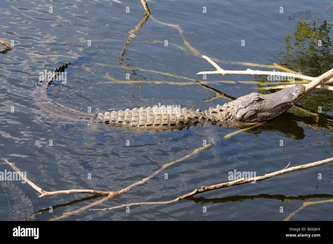 Alligator dans les Everlades Parc National, Floride Banque D'Images