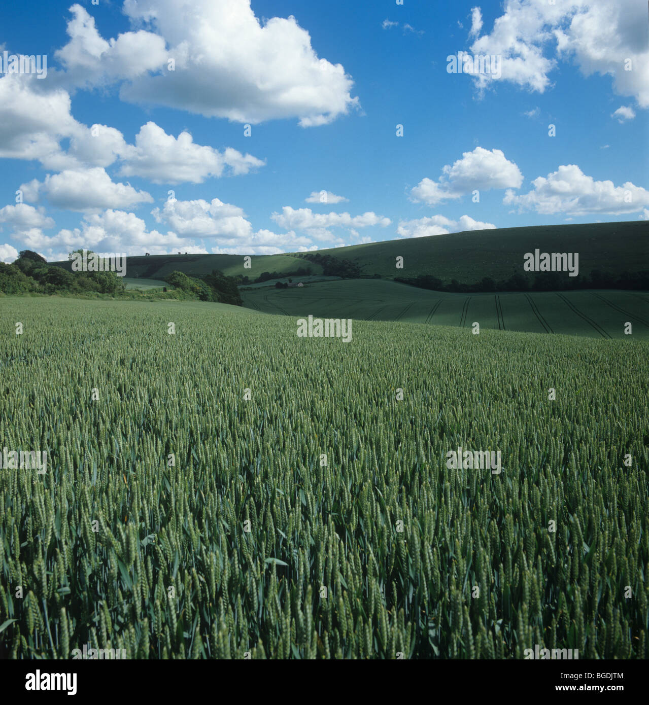 Vue sur la récolte de blé en épi avec cumulus de beau temps Banque D'Images