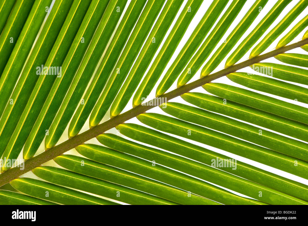 Motif de feuilles de palmiers de noix de coco. L'Inde Banque D'Images
