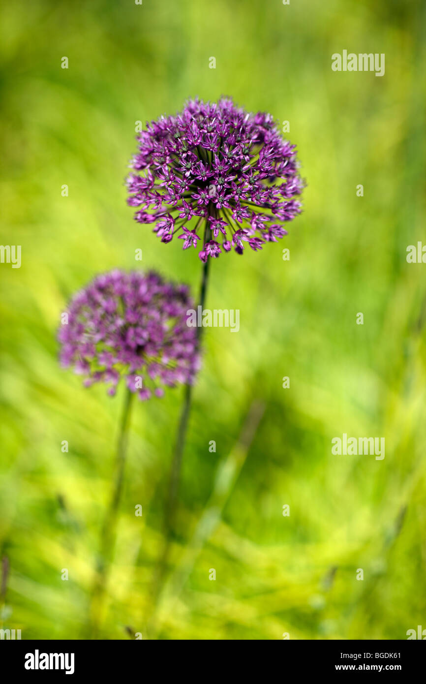 L'allium parmi les Carex elata 'Aurea' Banque D'Images