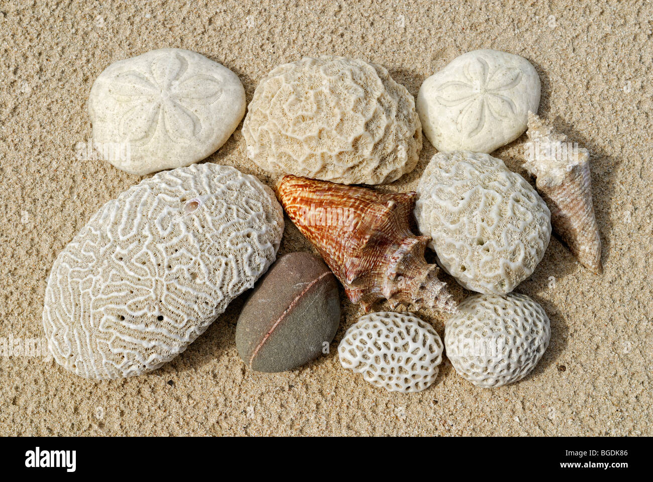 Beach conclut, coraux, coquillages, oursins sheels et pierre, l'île Sainte-Croix, îles Vierges américaines, United States Banque D'Images