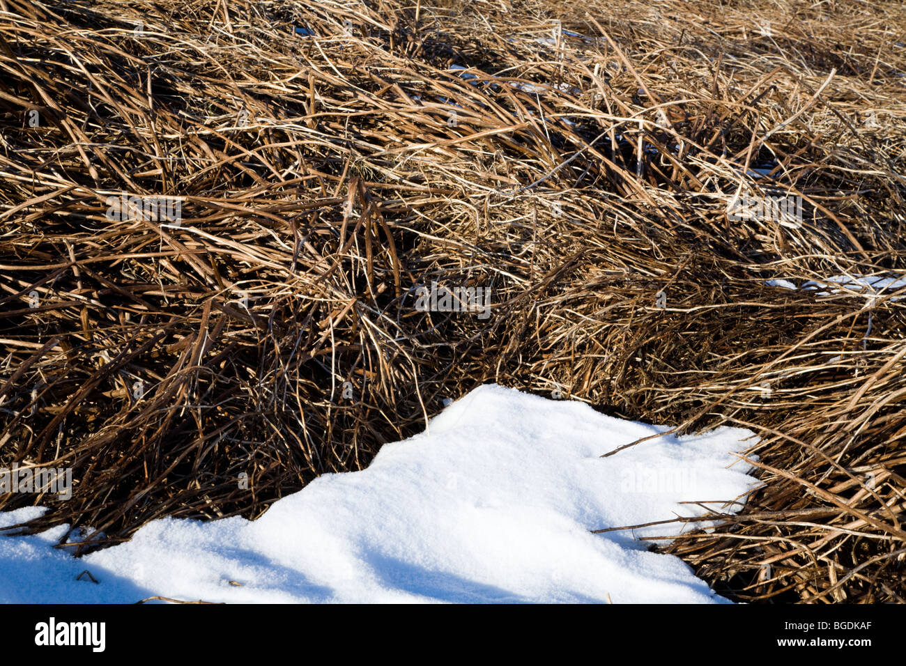 La fonte de la neige sur l'herbe. Sud-ouest de l'Islande. Banque D'Images