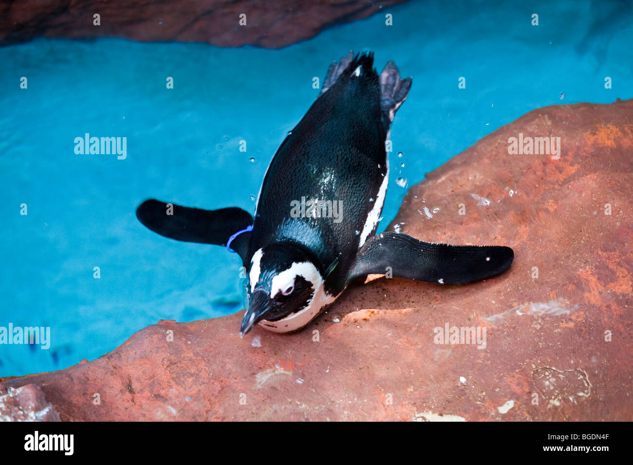 Penguin au Dallas World Aquarium, Dallas Texas USA Banque D'Images
