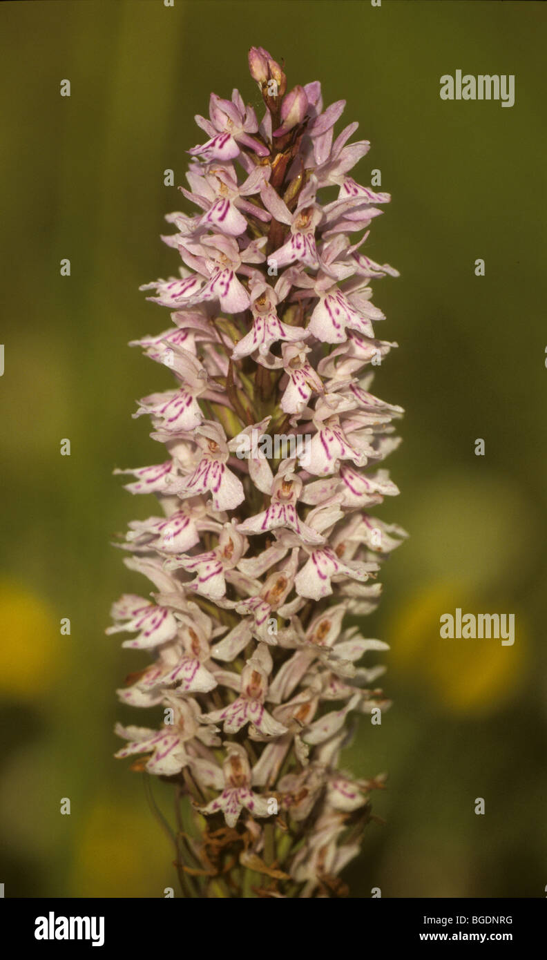 La commune orchidée, Dactylorhisa fushii, dans la région de Hay meadow, Paxton Pits, Cambridgeshire, Angleterre Banque D'Images