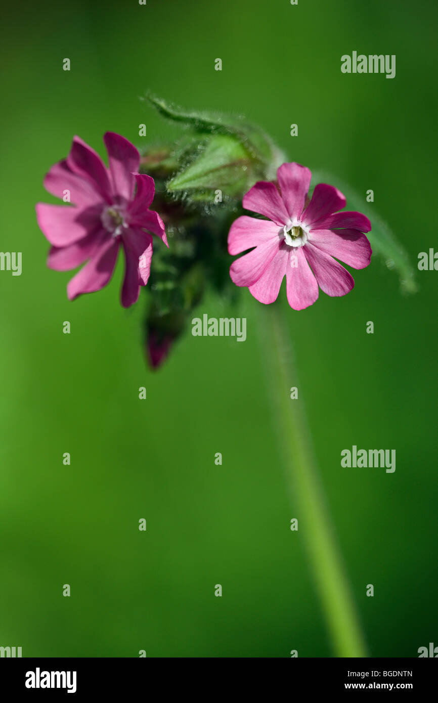 Silene dioica - Red Campion Banque D'Images