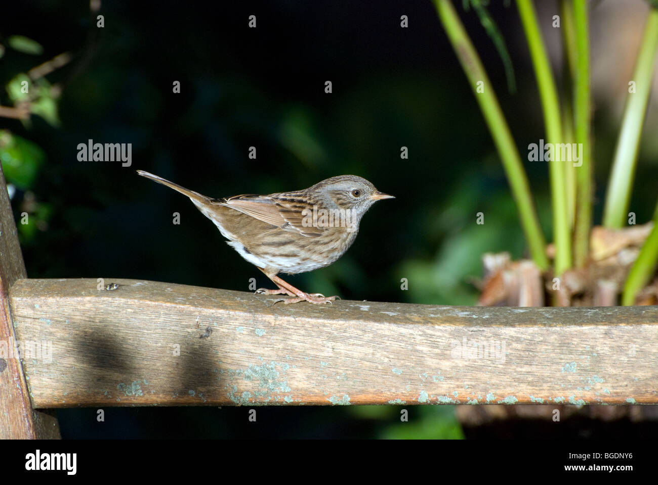 Nid sur banc de jardin, portrait Banque D'Images