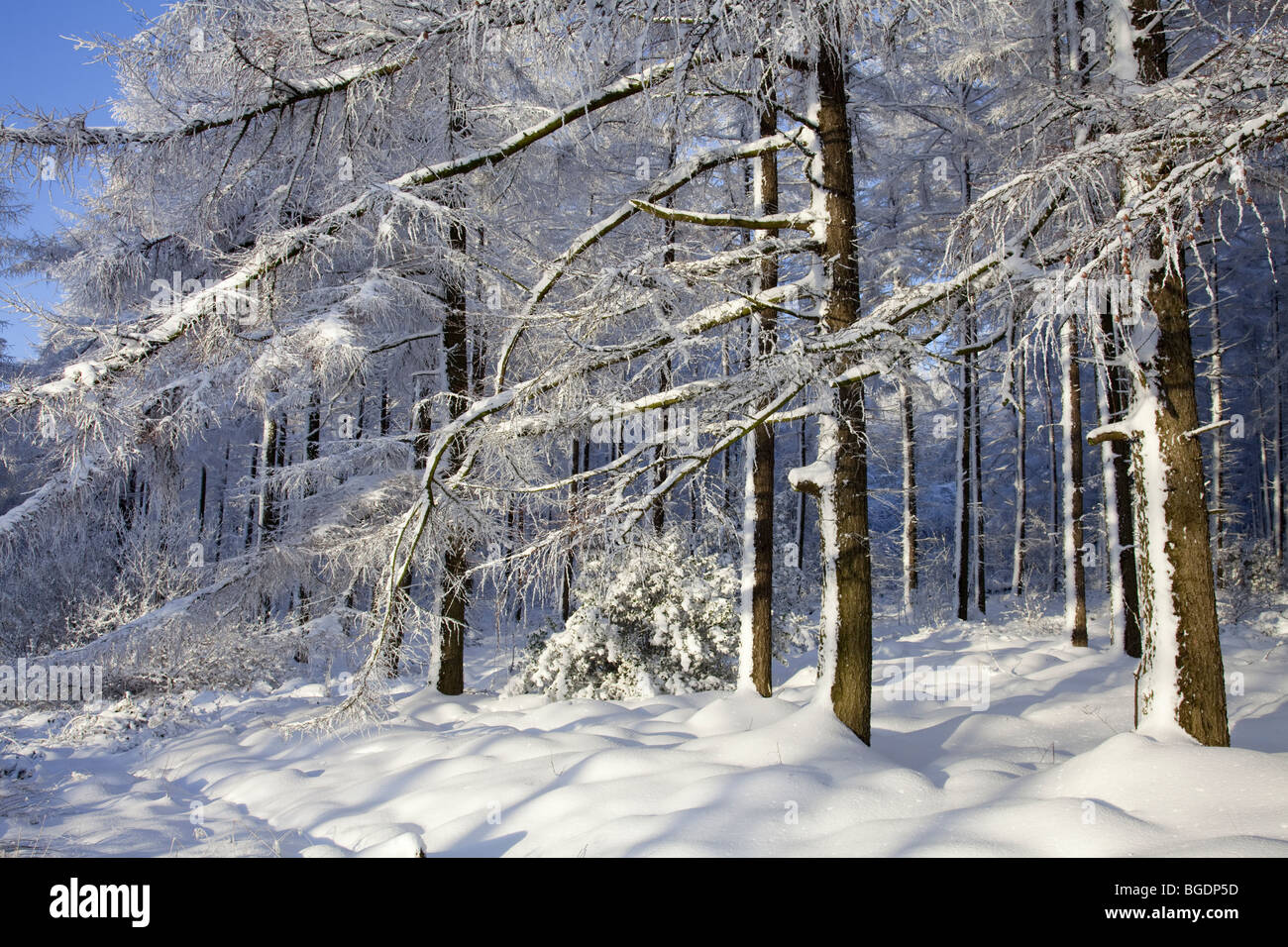 Winter Wonderland sur le North York Moors Banque D'Images