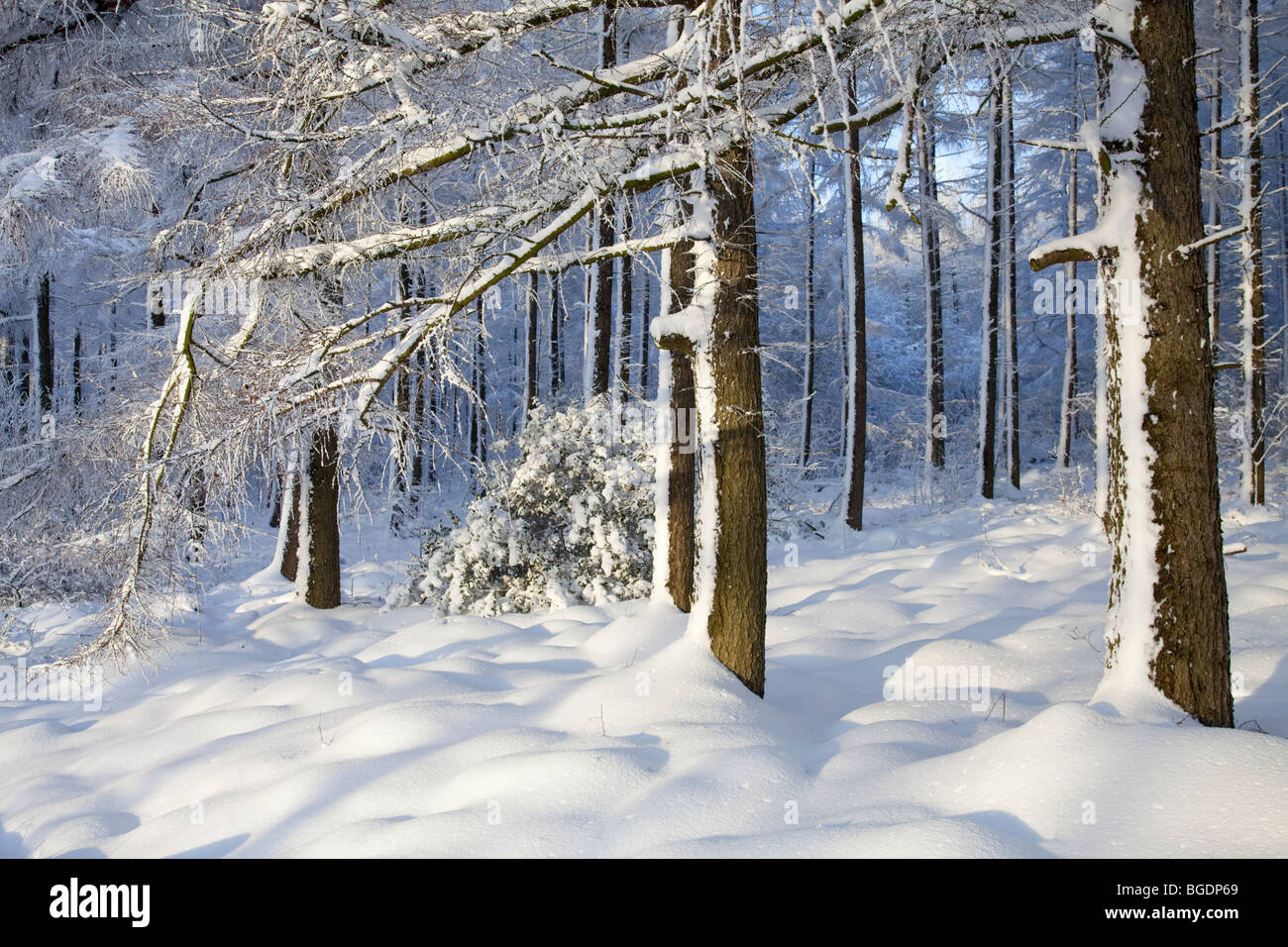 Winter Wonderland sur le North York Moors Banque D'Images