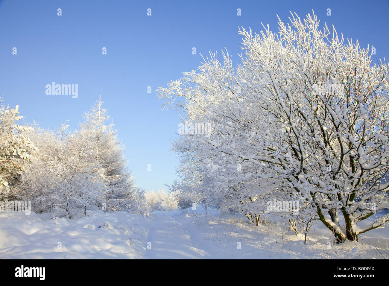Winter Wonderland sur le North York Moors Banque D'Images