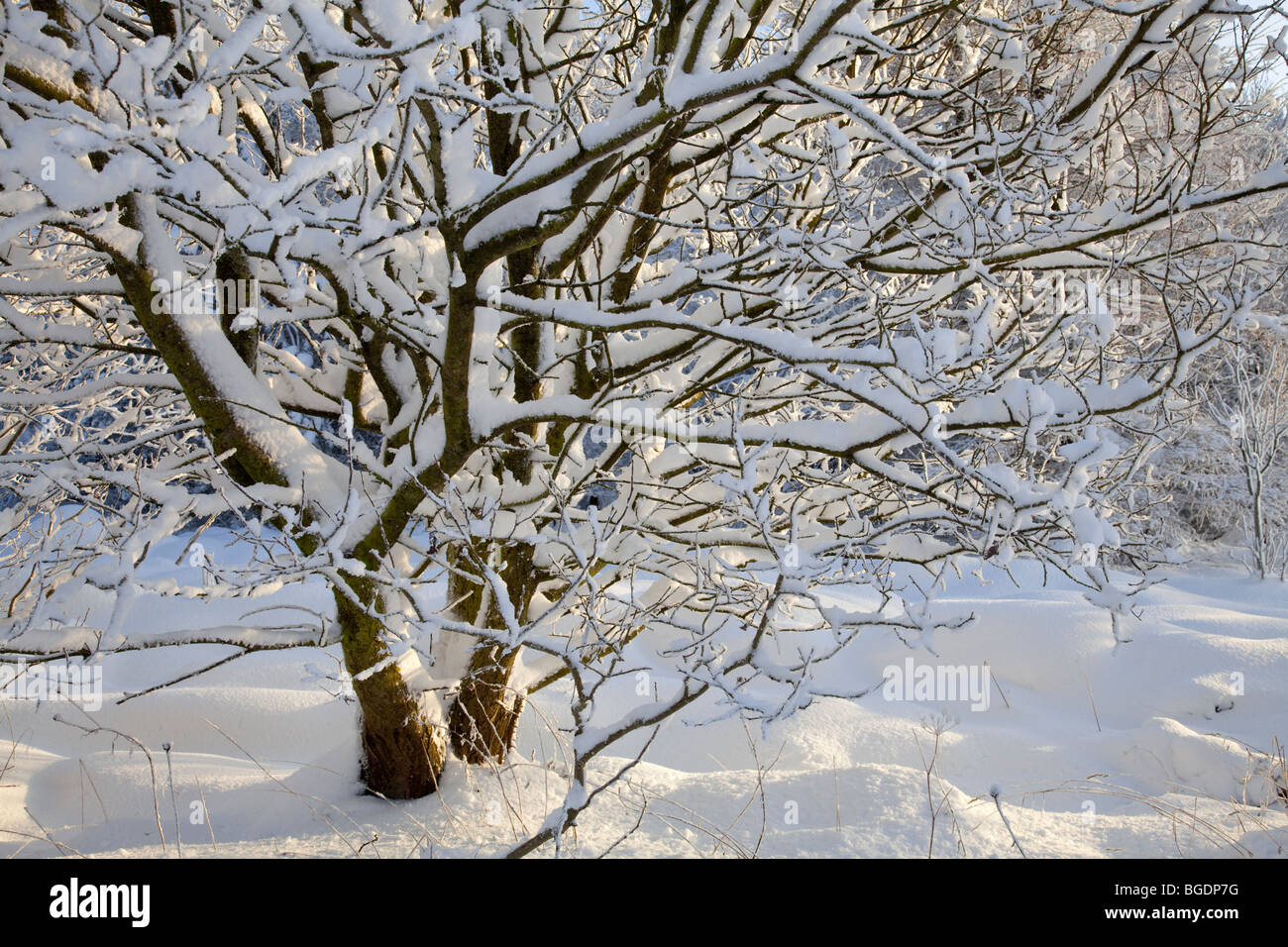 Winter Wonderland sur le North York Moors Banque D'Images