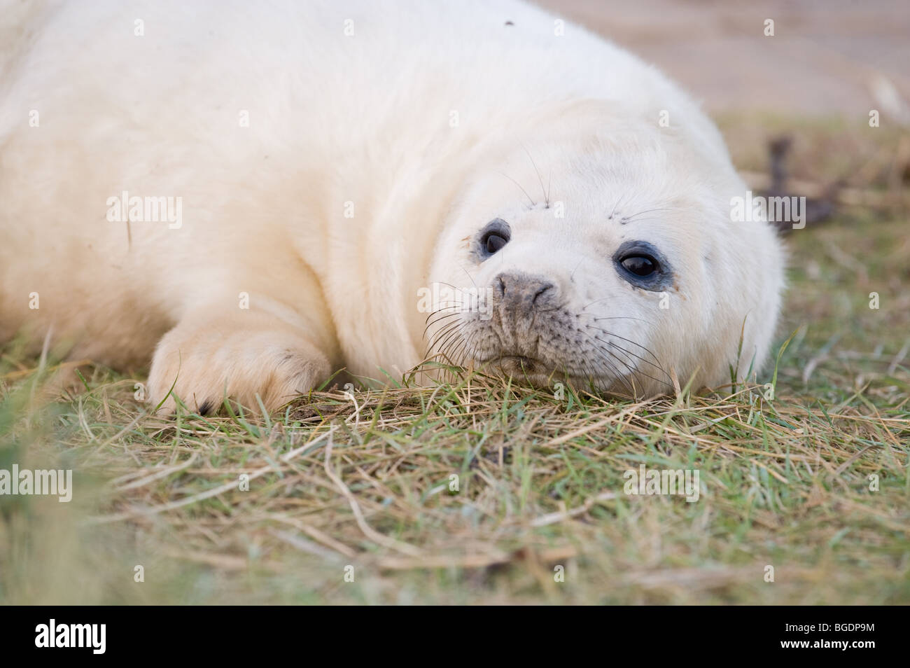 Phoque gris (Halichoerus grypus) au Donna Nook Banque D'Images