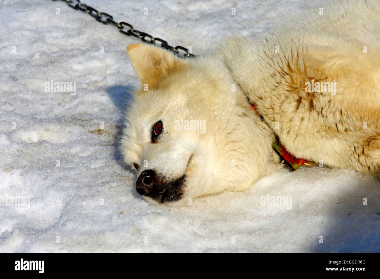 Épuisé Groenland chien avec de la fourrure blanche couchée dans la neige Banque D'Images