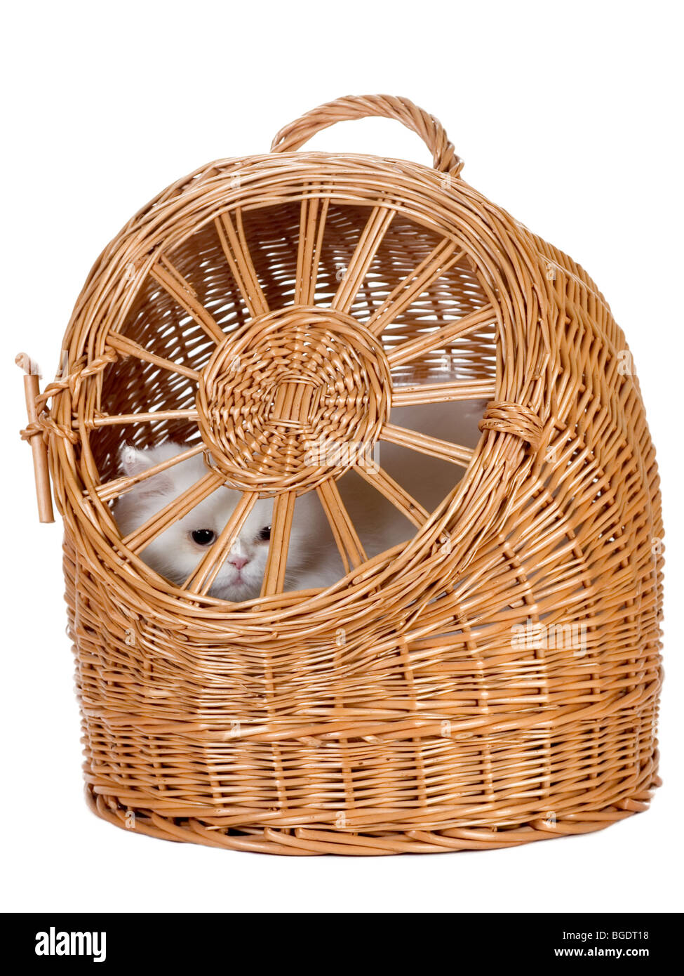 Chaton blanc dans le transporteur en rotin Banque D'Images