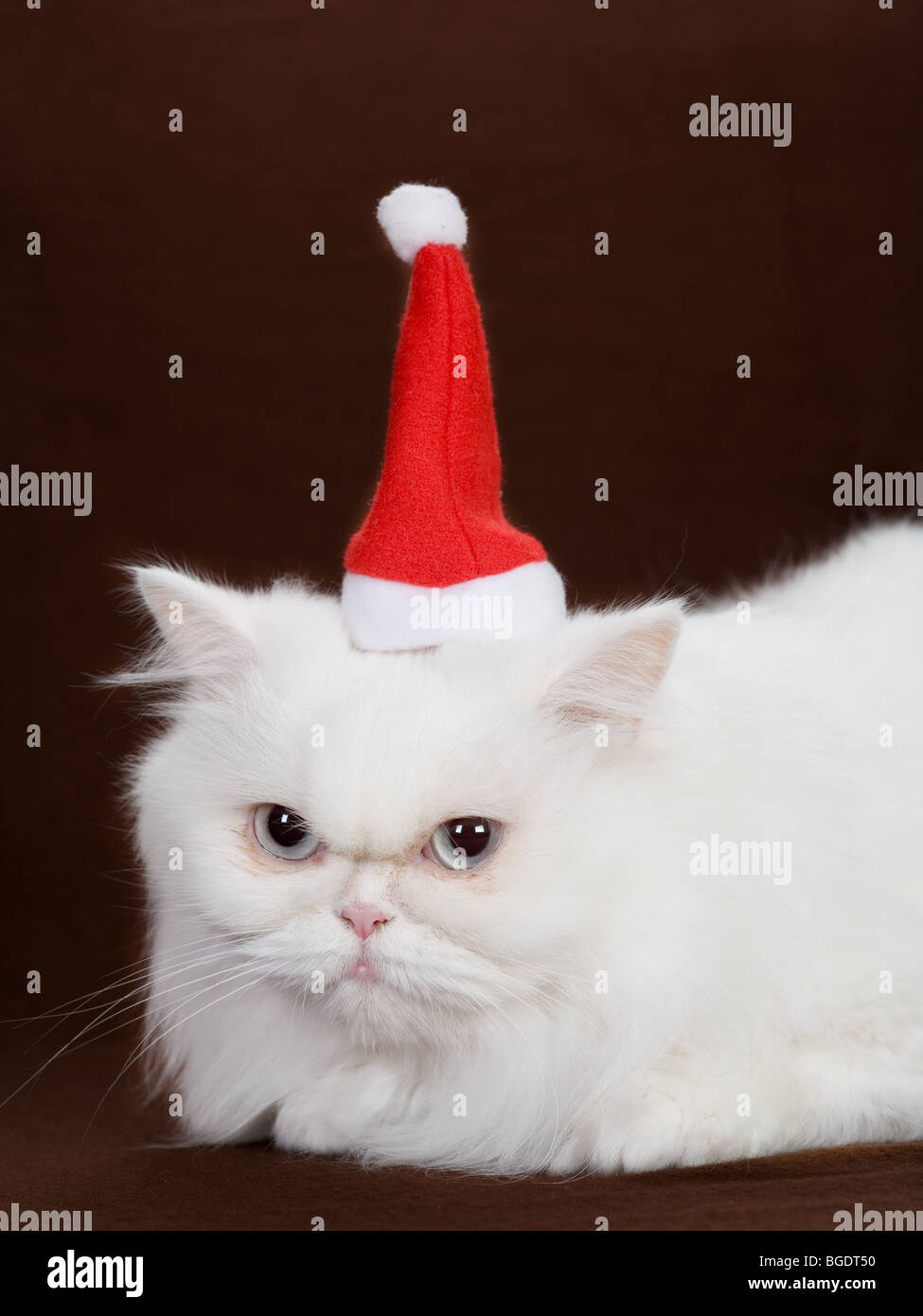 Spikes with santa hat Banque D'Images