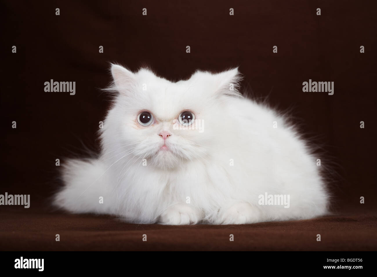 Chaton blanc isolé sur fond brun Banque D'Images