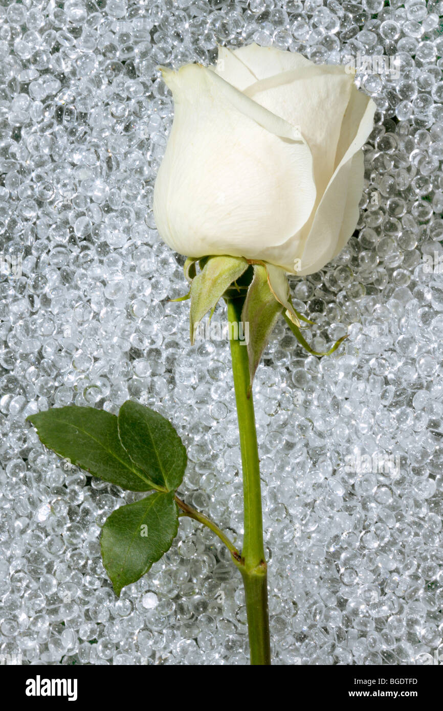 Une belle rose blanche sur une table ronde en verre texture boules drop  Photo Stock - Alamy
