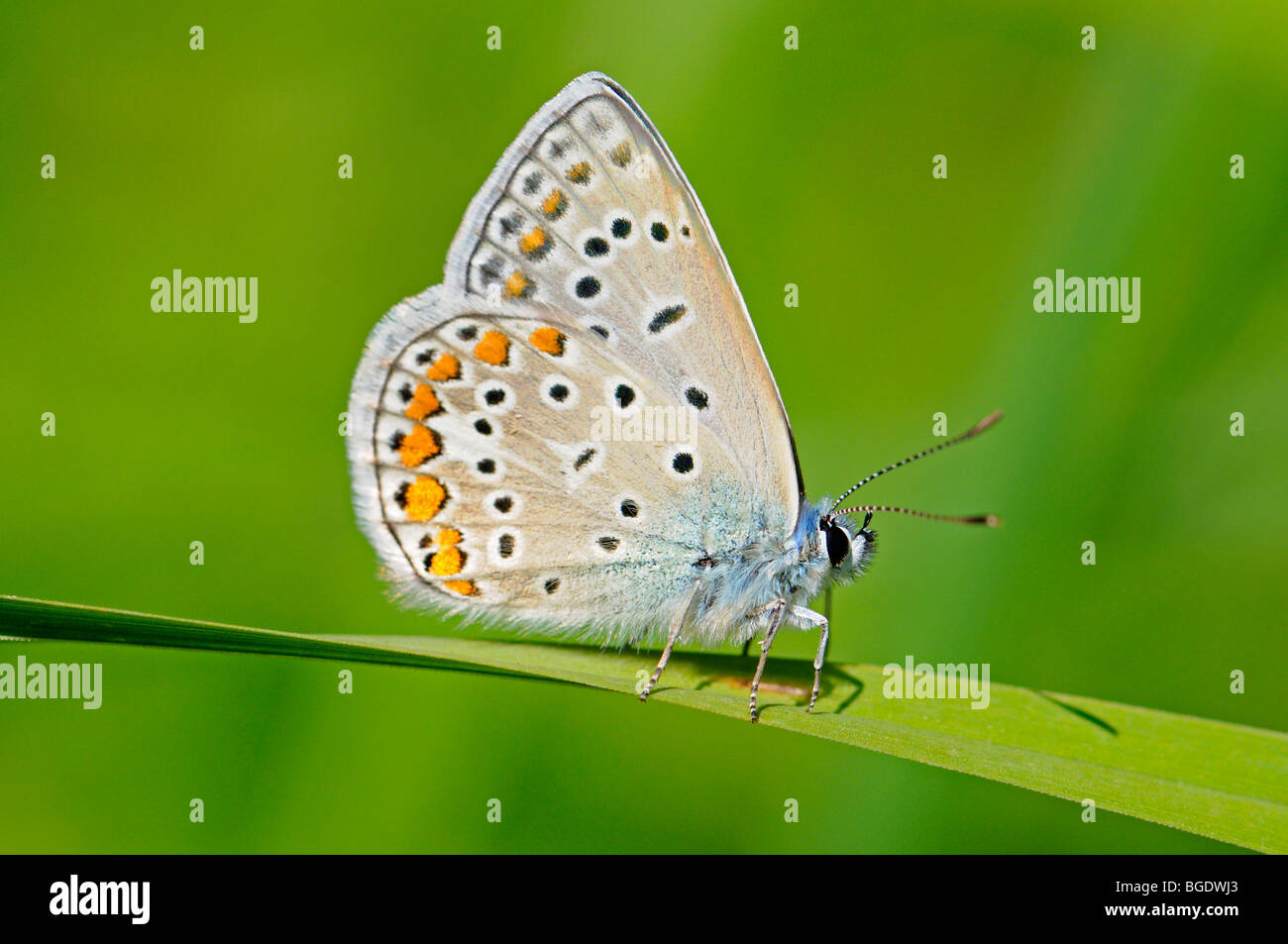 Adonis Blue Butterfly (Lysandra bellargus) mâle. La Croatie, juillet. Banque D'Images