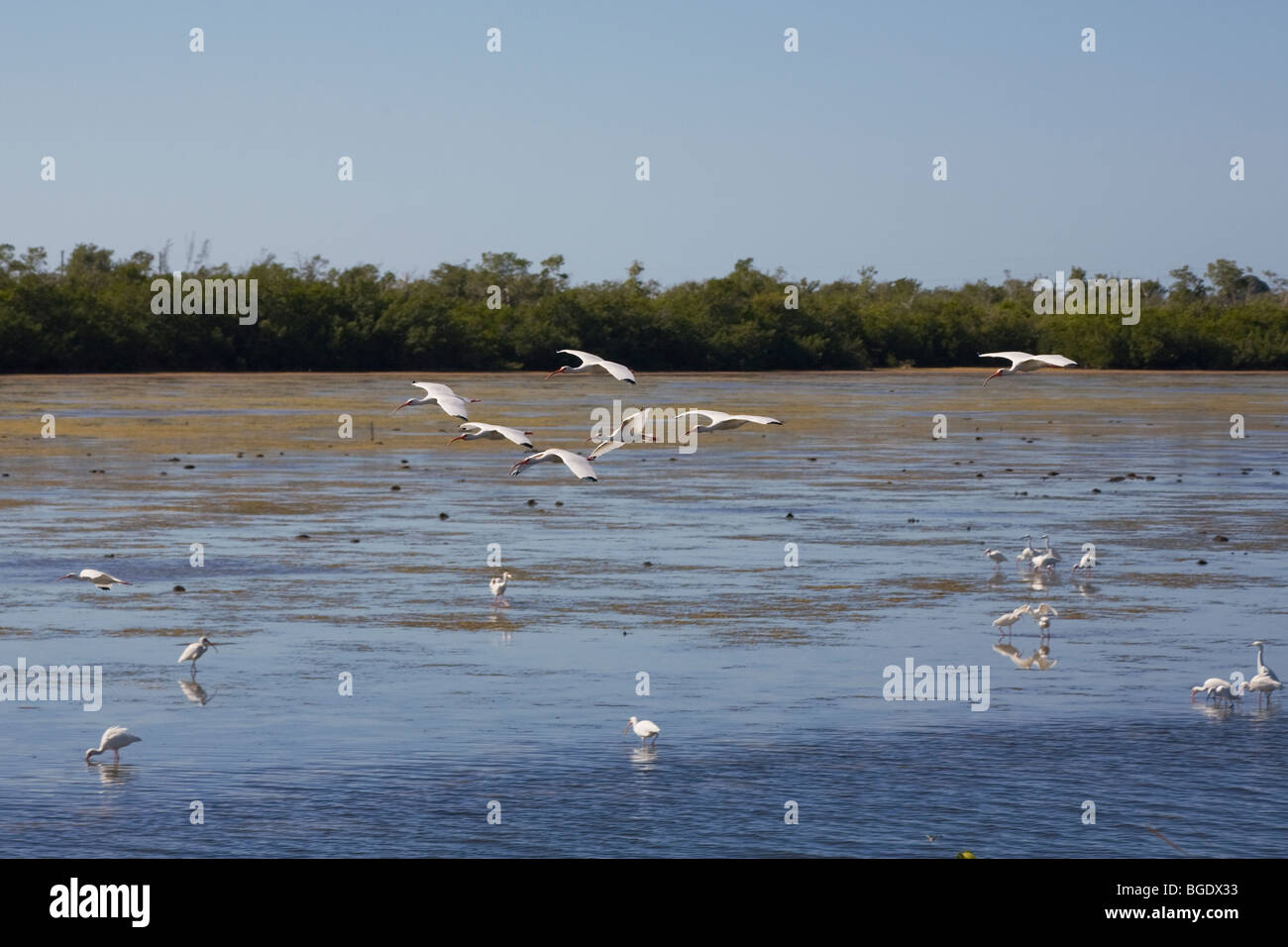 Ibis blanc volant en troupeau en J N Ding Darling National Wildlife préserver sur Sanibel Island Florida Banque D'Images