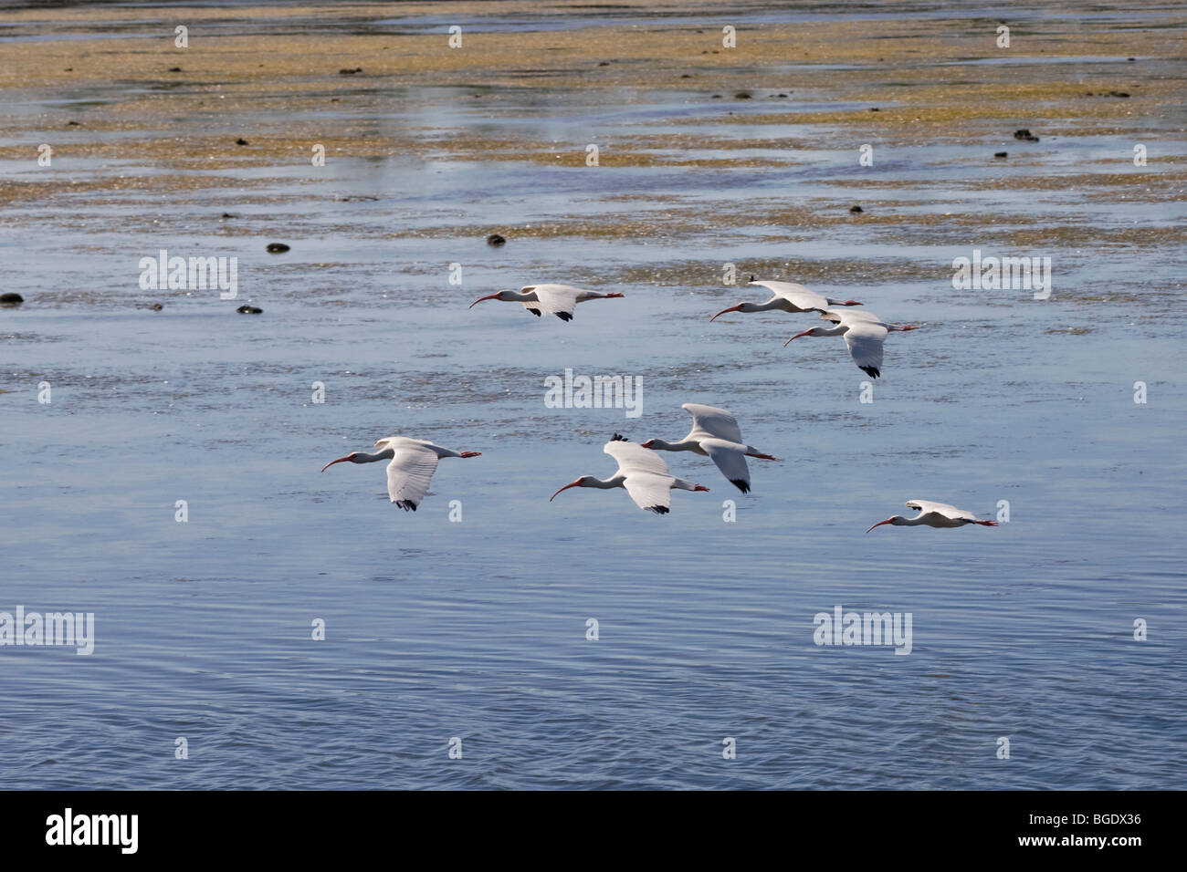 Ibis blanc volant en troupeau en J N Ding Darling National Wildlife préserver sur Sanibel Island Florida Banque D'Images
