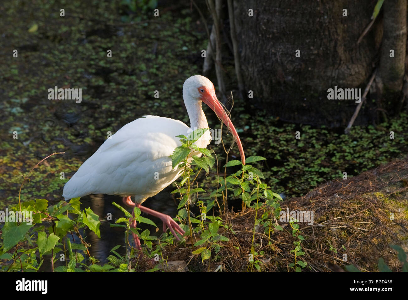 Ibis blanc en J N Ding Darling National Wildlife préserver sur Sanibel Island Florida Banque D'Images