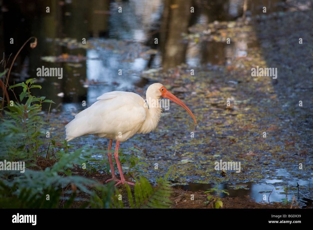 Ibis blanc en J N Ding Darling National Wildlife préserver sur Sanibel Island Florida Banque D'Images