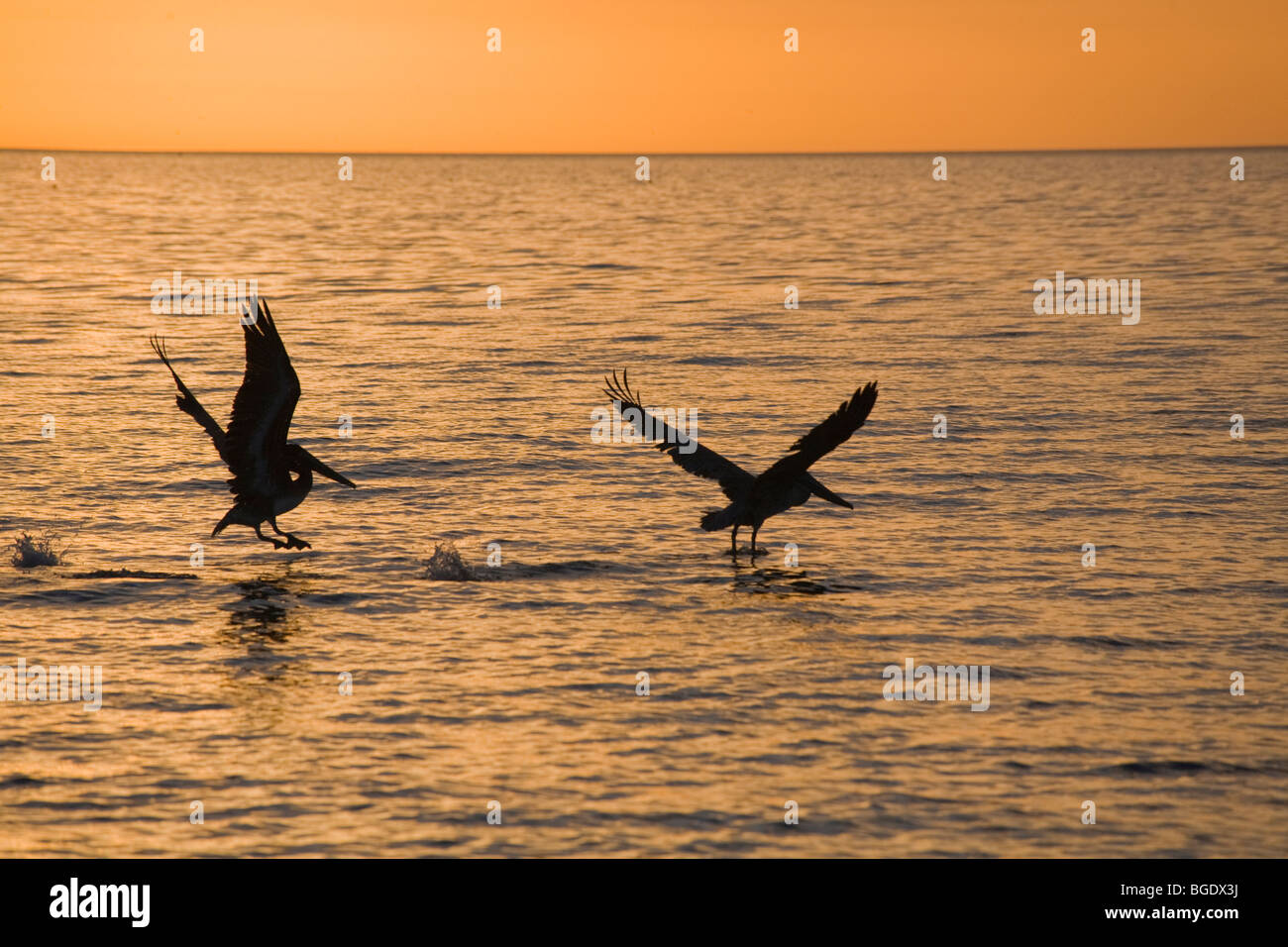 Le Pélican brun, décoller de l'eau dans le golfe du Mexique, dans le sud-ouest de la Floride aganist golden sunset sky Banque D'Images