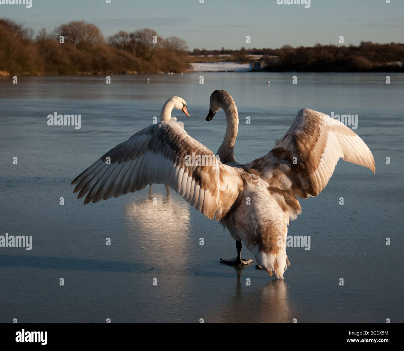 Une cygnet étend ses ailes tout en marchant sur la glace Banque D'Images