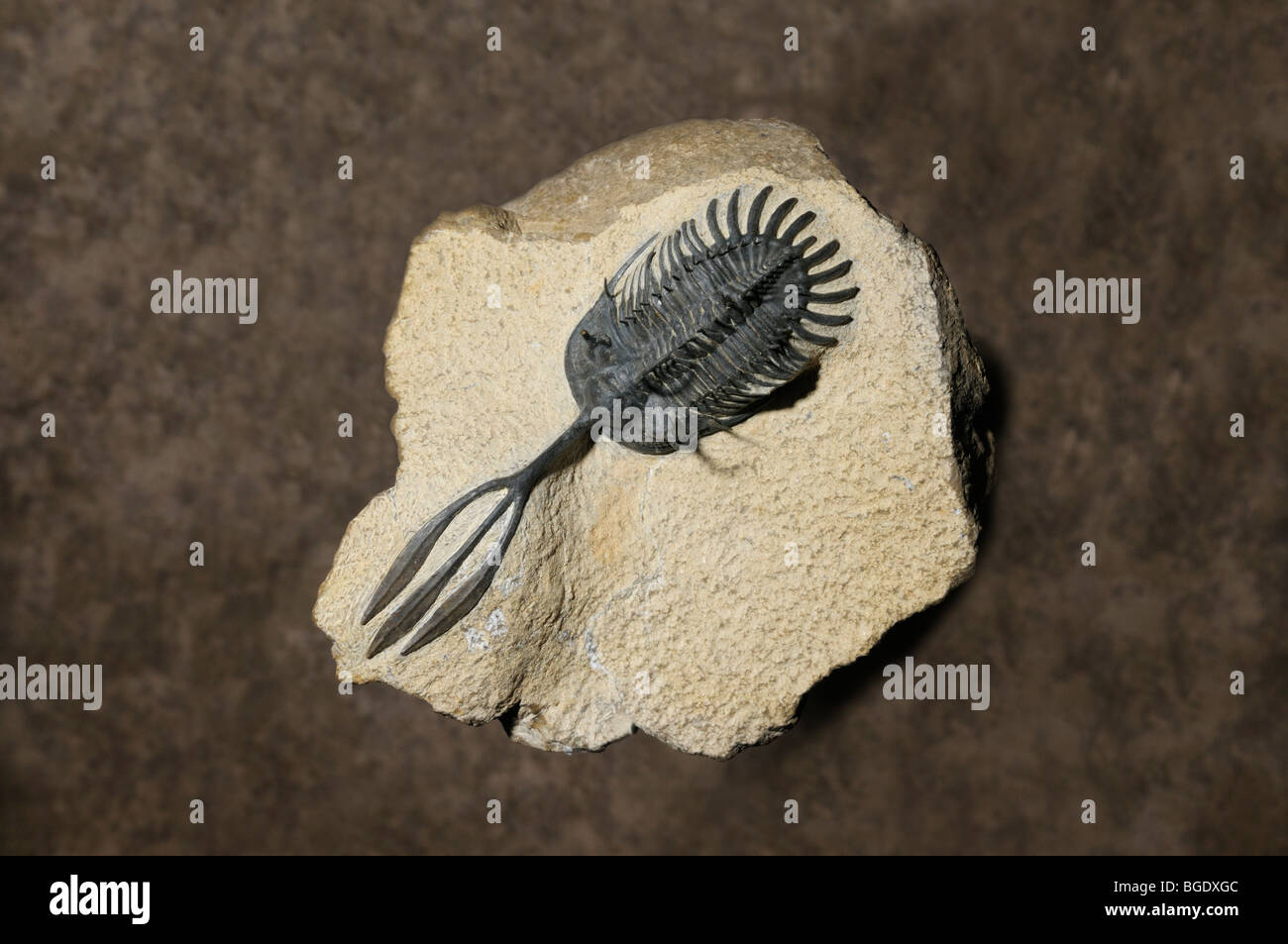Fossiles de trilobites, Walliserops sp., de la période du Dévonien de l'ère primaire Banque D'Images