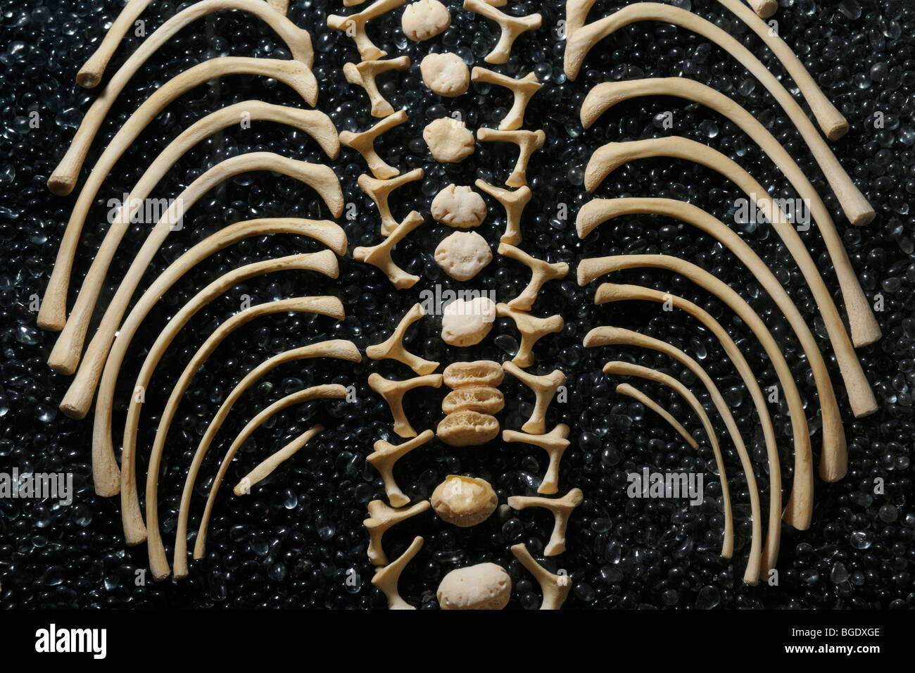 Squelette désarticulés d'un enfant montrant colonne vertébrale et des côtes, Smithsonian Museum Banque D'Images