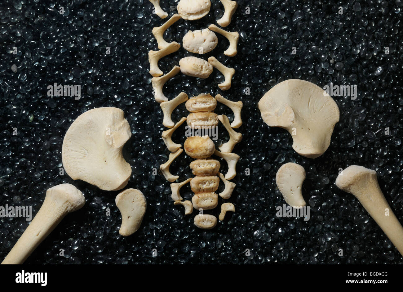 Squelette désarticulés d'un enfant montrant la colonne vertébrale et de la ceinture pelvienne Banque D'Images