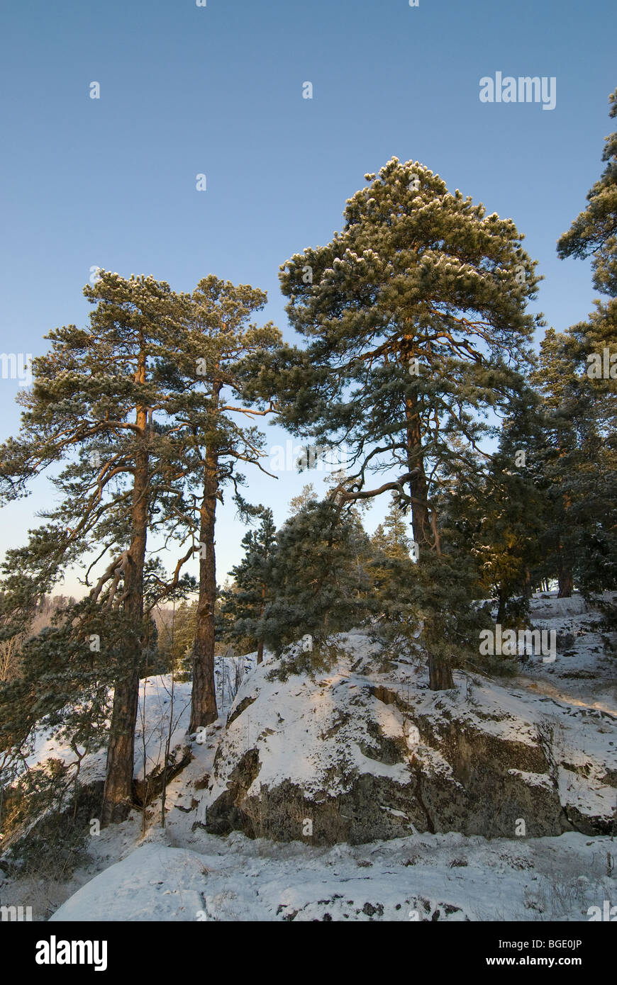 Des pins sur les rochers Banque D'Images