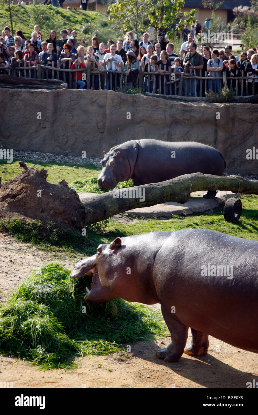 Les hippopotames de l'enceinte extérieure du monde de l'Aventure Zoom à Gelsenkirchen, NRW, Allemagne, Europe. Banque D'Images