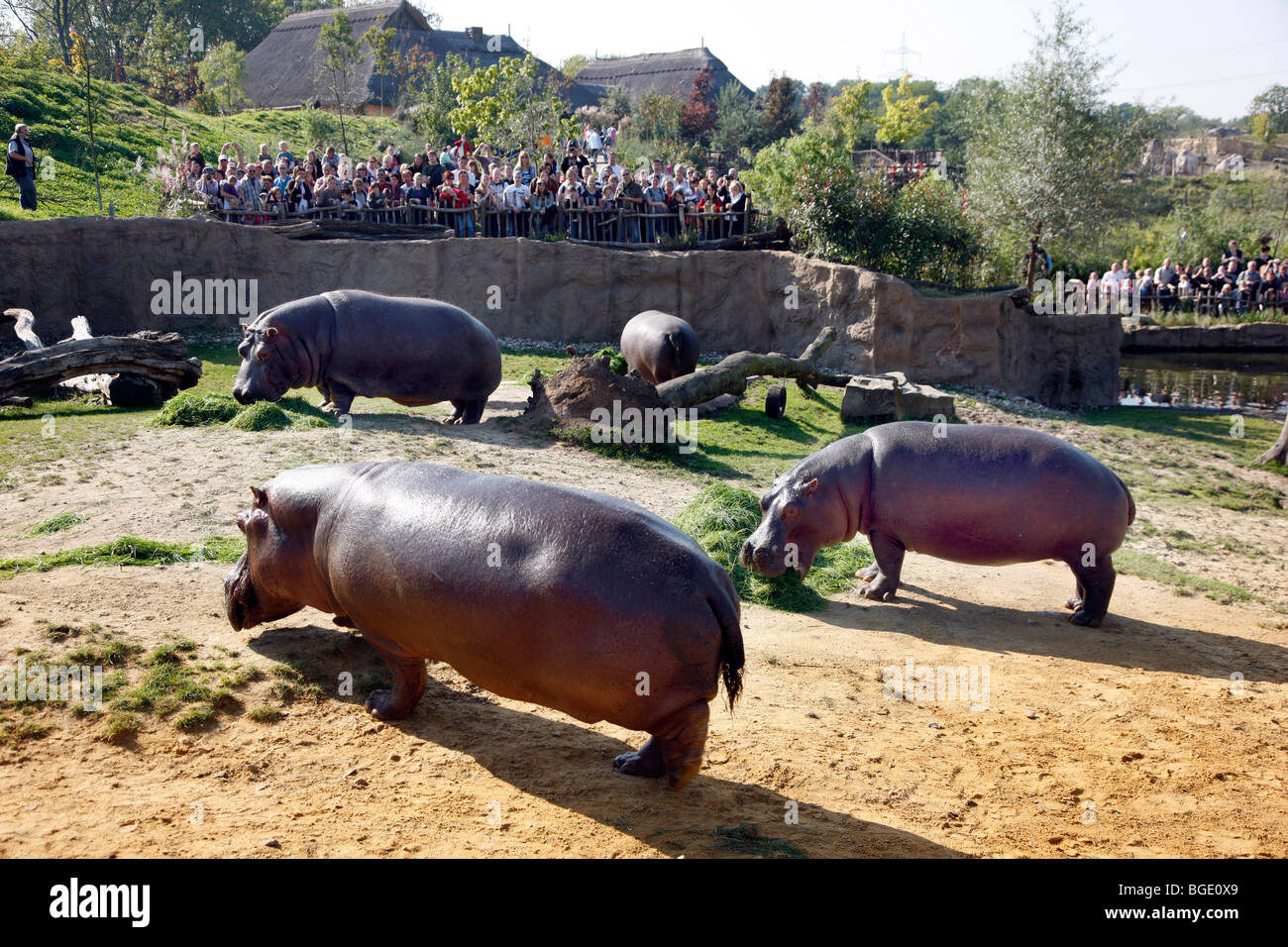 Les hippopotames de l'enceinte extérieure du monde de l'Aventure Zoom à Gelsenkirchen, NRW, Allemagne, Europe. Banque D'Images